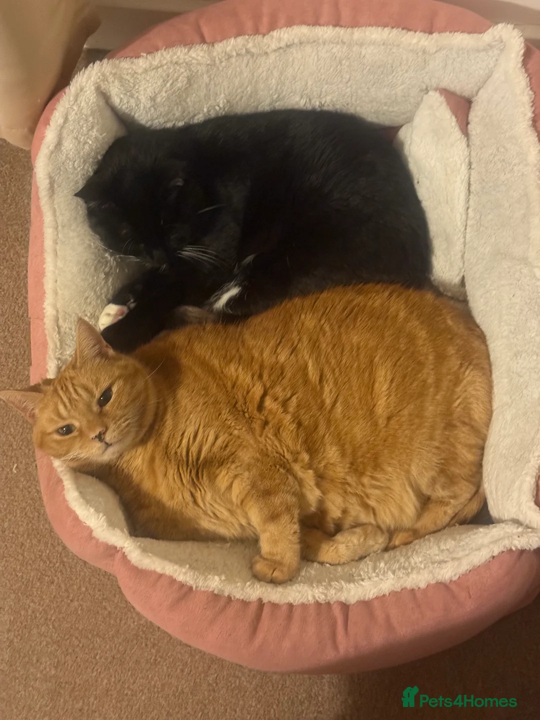 Mixed Breed cats for sale:  **  -indoor cats - Advert 2