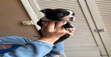 Boston Terrier dogs - Advert 2