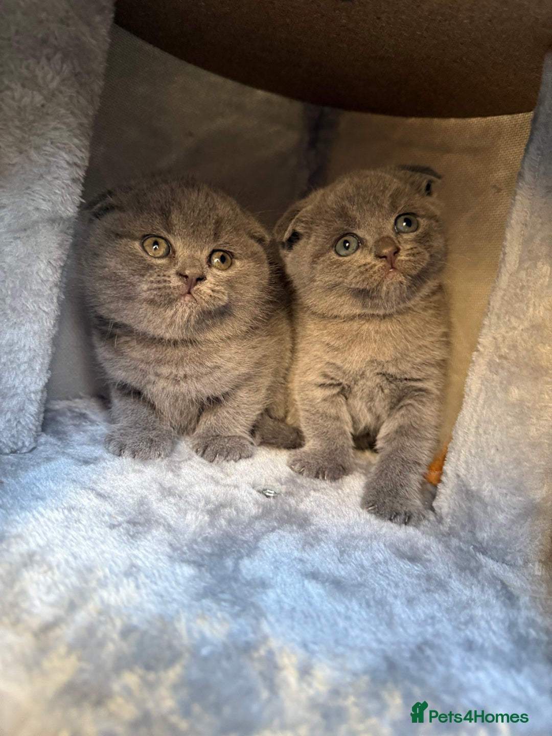 Scottish Fold cats for sale: Lovely Scottish fold kitties🥰 - Image 5