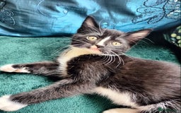 British Shorthair cats for sale: Two cute and cuddly little girl kittens - Image 8