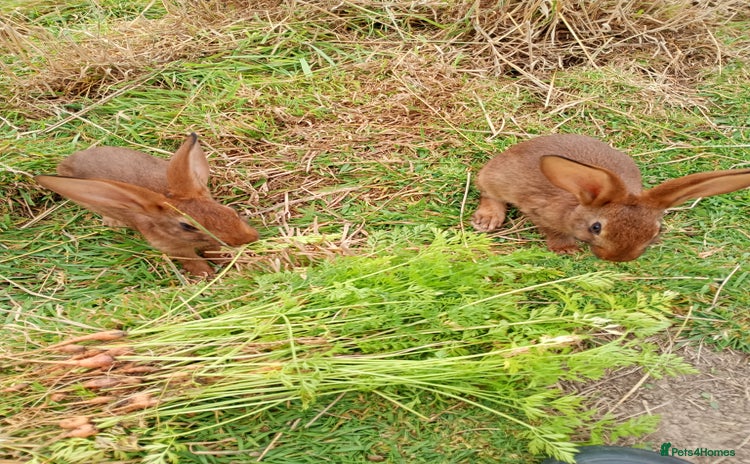 Belgian Hares rabbits - Advert 1