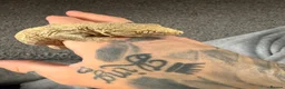 Gecko reptiles for sale: Male leachieanus gecko - Advert 4