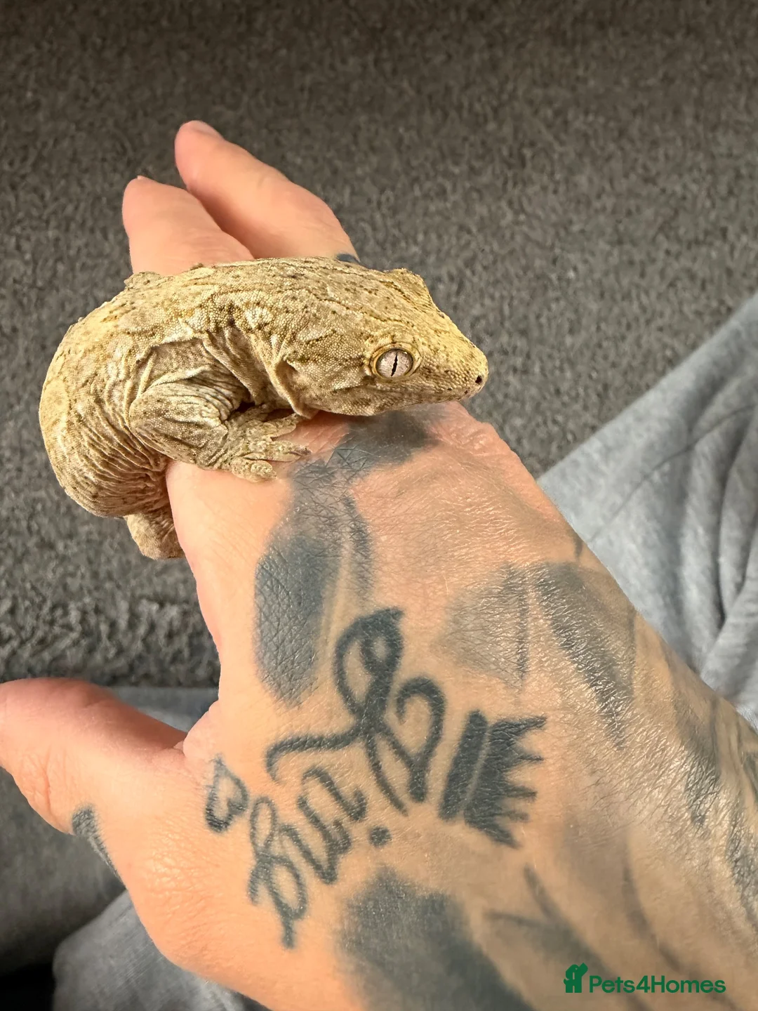 Gecko reptiles for sale: Male leachieanus gecko - Advert 4