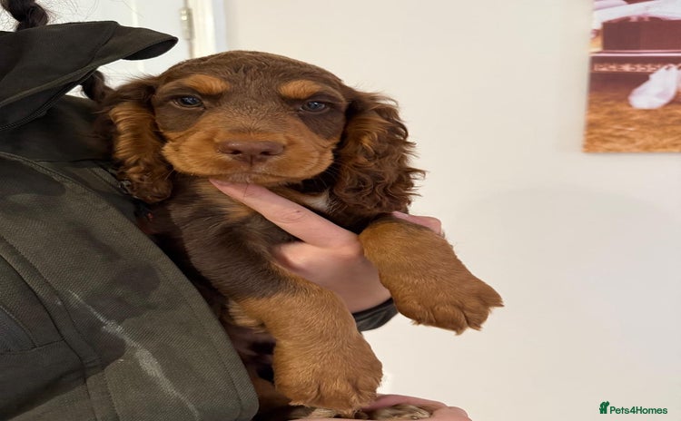 Cocker Spaniel dogs in Bury Saint Edmunds - Advert 14