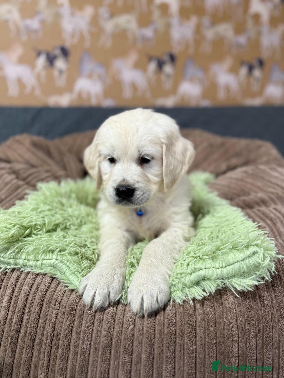 Golden Retriever dogs for sale: Kc registered DNA clear Golden Retriever Puppies - Advert 19