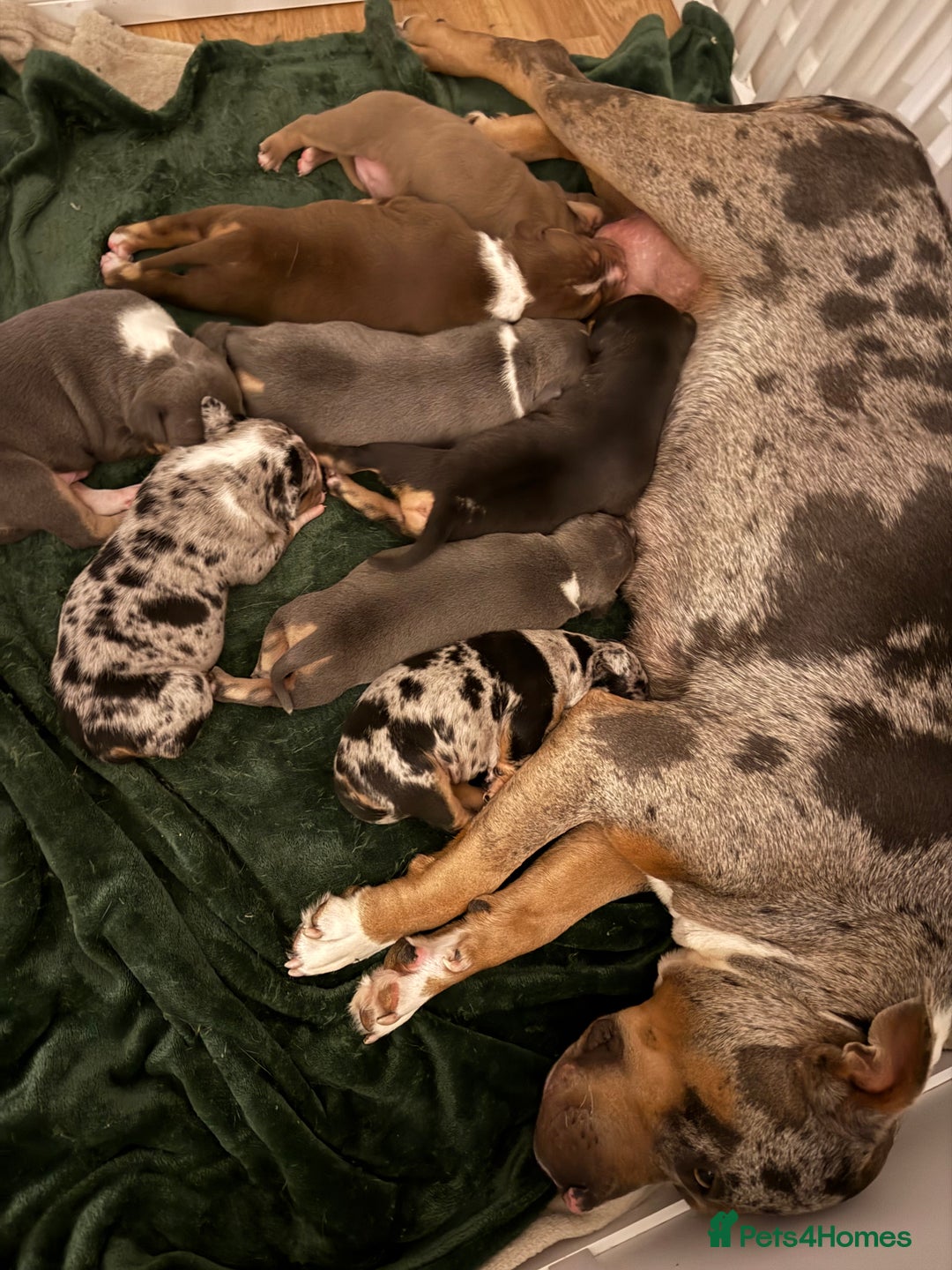 American Bully dogs for sale: 3 furbabies left ! ABKC Classic American Bullys - Advert 2