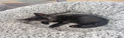 Mixed Breed cats for sale: 2 male kittens - Advert 2