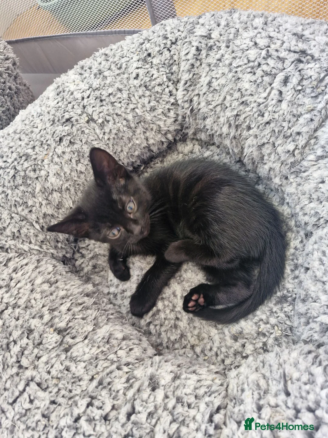 Mixed Breed cats for sale: 2 male kittens - Advert 2