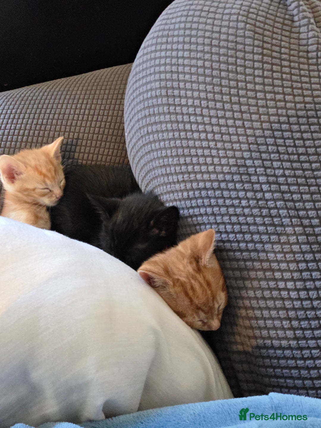 Mixed Breed cats for sale: 9 beautiful kittens - Advert 6