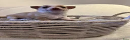 Chihuahua dogs for sale: Chihuahua puppies 3 boys & a girl for sale - Advert 12