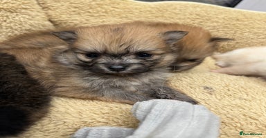 Pomeranian dogs - Advert 11