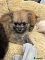 Pomeranian dogs - Advert 2