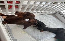 Miniature Dachshund dogs for sale: 3 male miniature dachshunds Black and Tan  - Image 1
