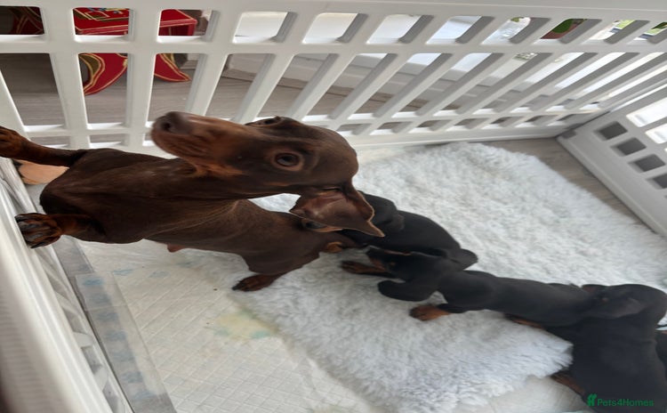 Miniature Dachshund dogs - Advert 8