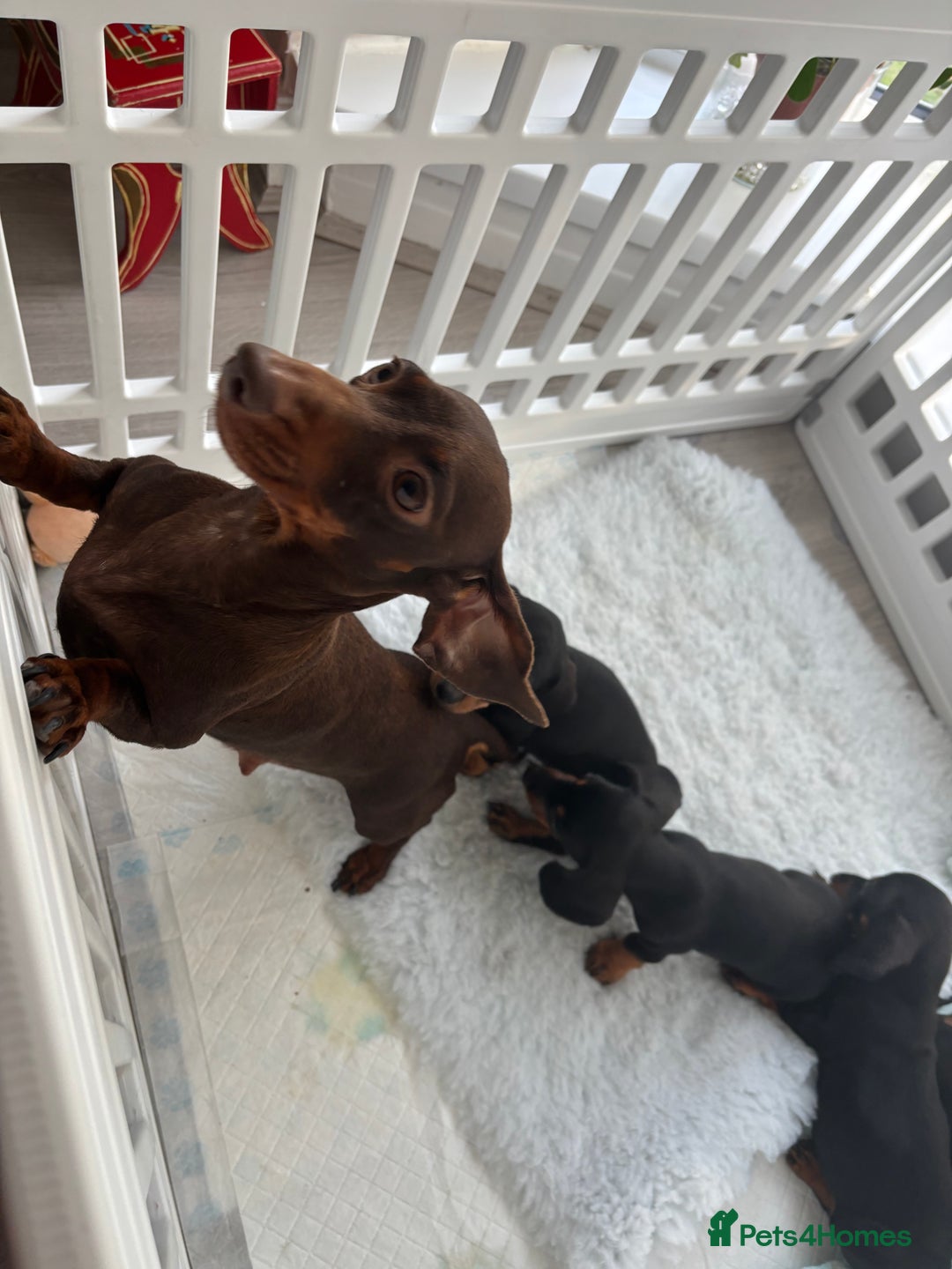 Miniature Dachshund dogs for sale: 3 male miniature dachshunds Black and Tan  - Image 1