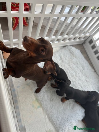 Miniature Dachshund dogs - Advert 4