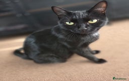 Mixed Breed cats for sale: Kittns  - Advert 12