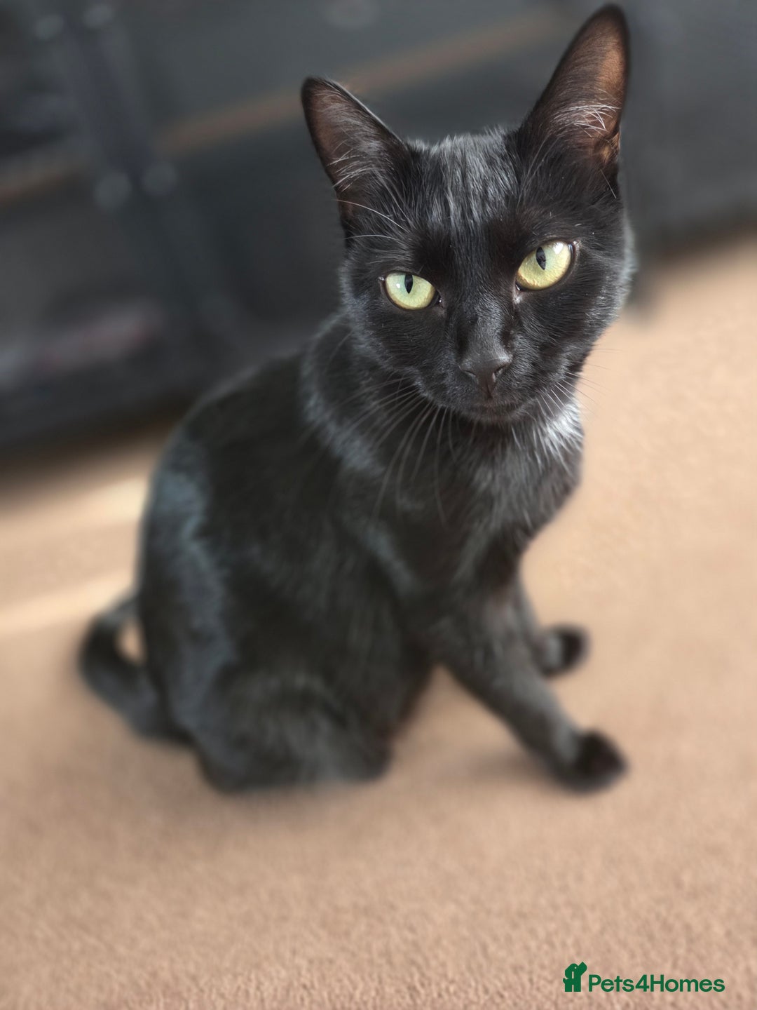 Mixed Breed cats for sale: Kittns  - Advert 12