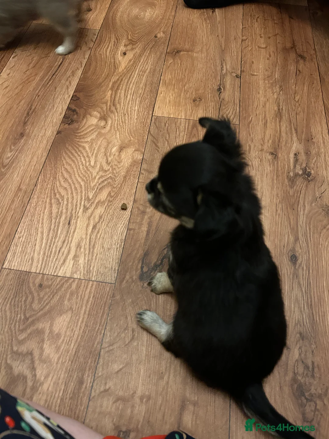 Chihuahua dogs for sale: Black and Tan girl - Advert 6