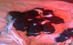 English Springer Spaniel dogs for sale: Springer spaniel puppies  - Image 7