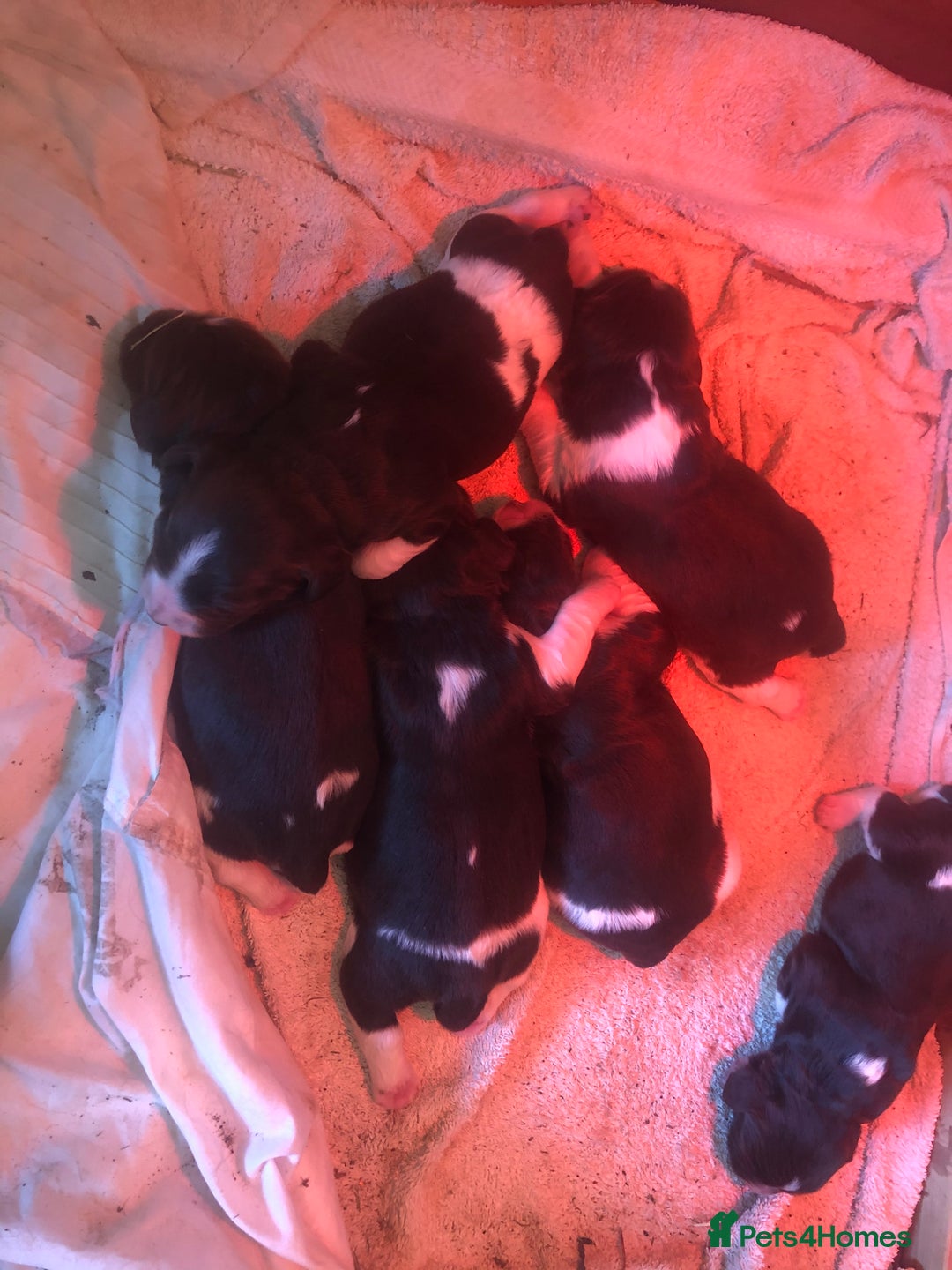 English Springer Spaniel dogs for sale: Springer spaniel puppies  - Image 7