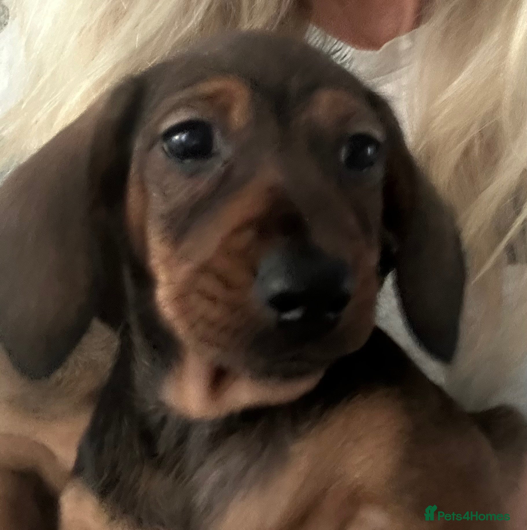 Miniature Dachshund dogs Beautiful KC Registered puppy bitch - Advert 2