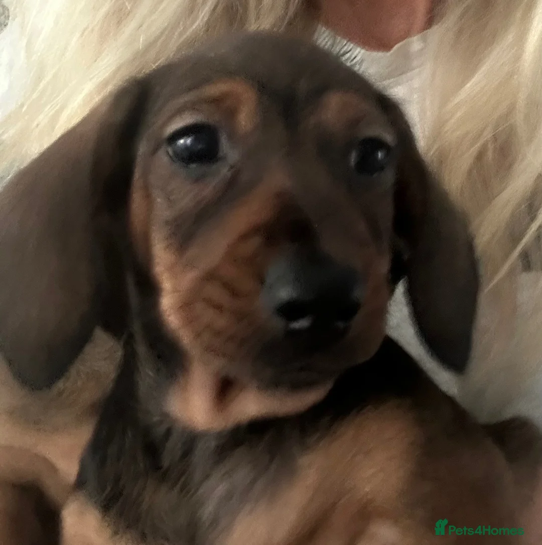Miniature Dachshund dogs for sale: Beautiful KC Registered puppy bitch in Preston - Advert 1