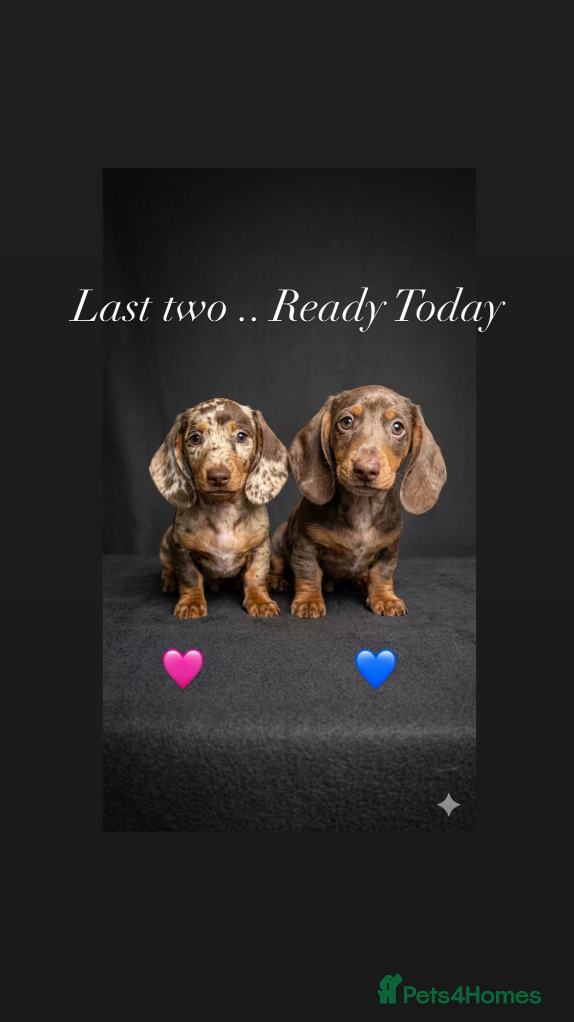 Miniature Dachshund dogs READY NOW MINI DACHSHUND SERIOUS BUYERS ONLY  - Advert 4