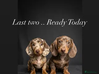 Miniature Dachshund dogs READY NOW MINI DACHSHUND SERIOUS BUYERS ONLY - Advert 4