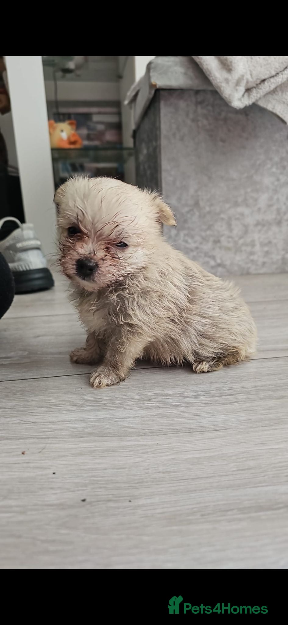 Mixed Breed dogs 2 pom yorkies  - Advert 16