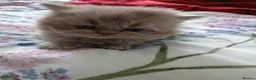 British Shorthair cats for sale: British shorthair kittens  - Advert 11