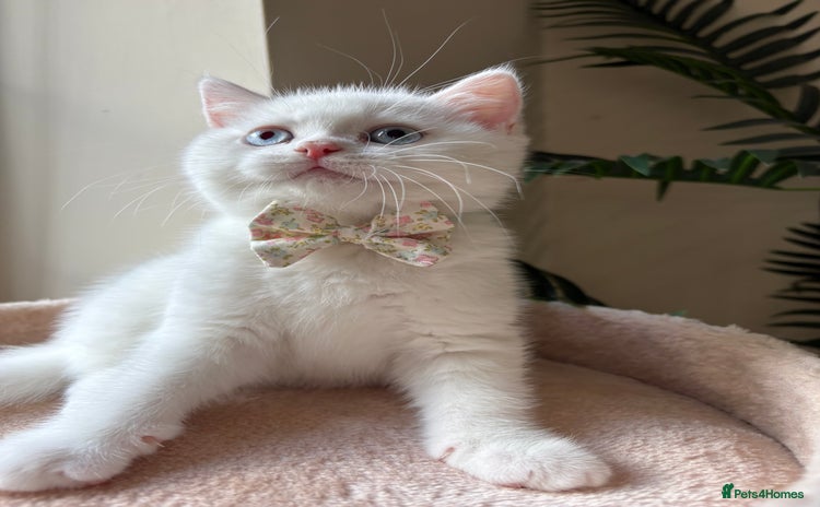 Persian cats - Advert 4