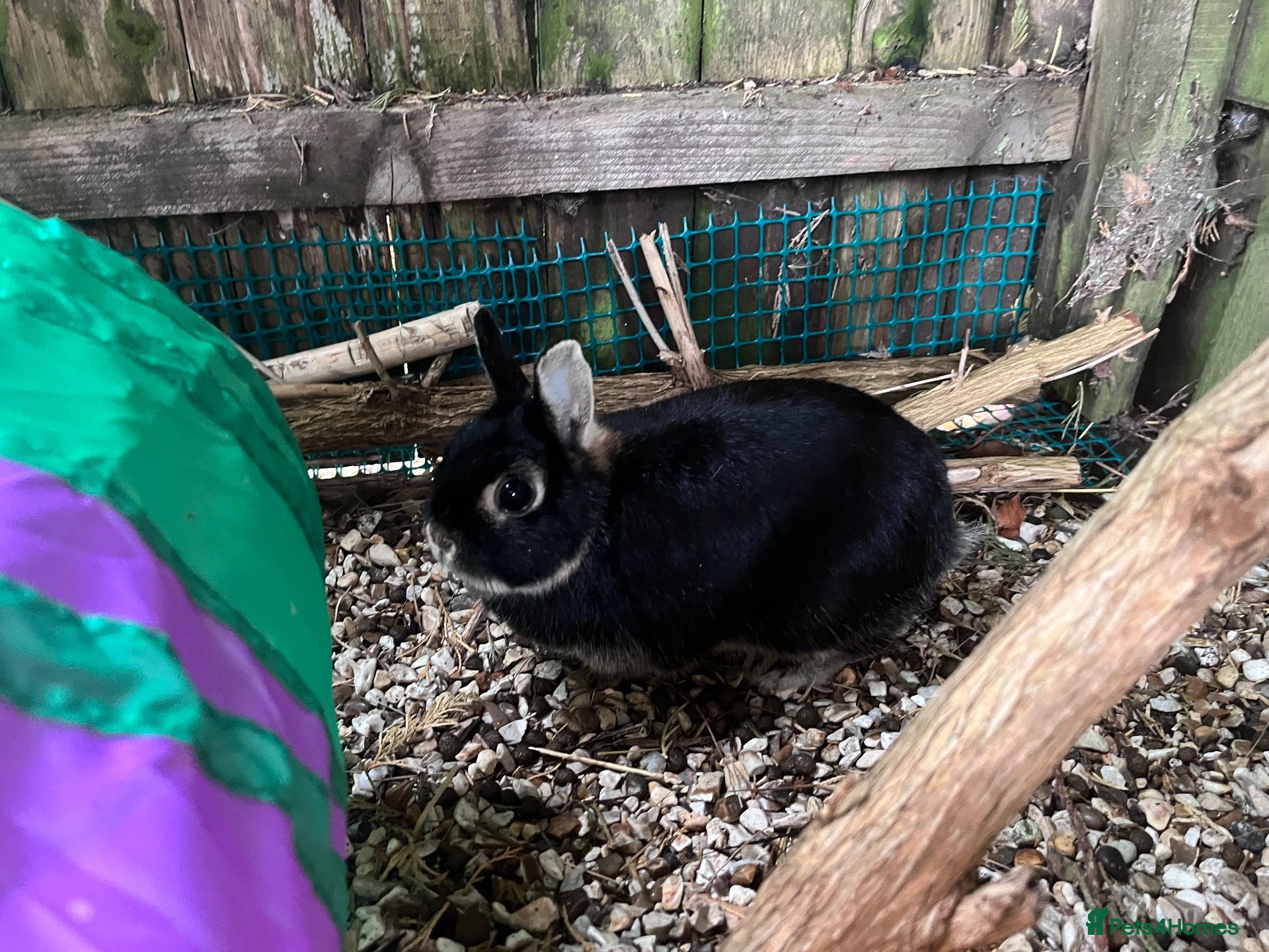 Mixed Breed rabbits Netherland Dwarf - Advert 20