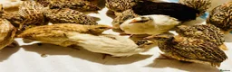 Quail poultry for sale: Point of Lay Jumbo Coturnix Quails - Advert 3