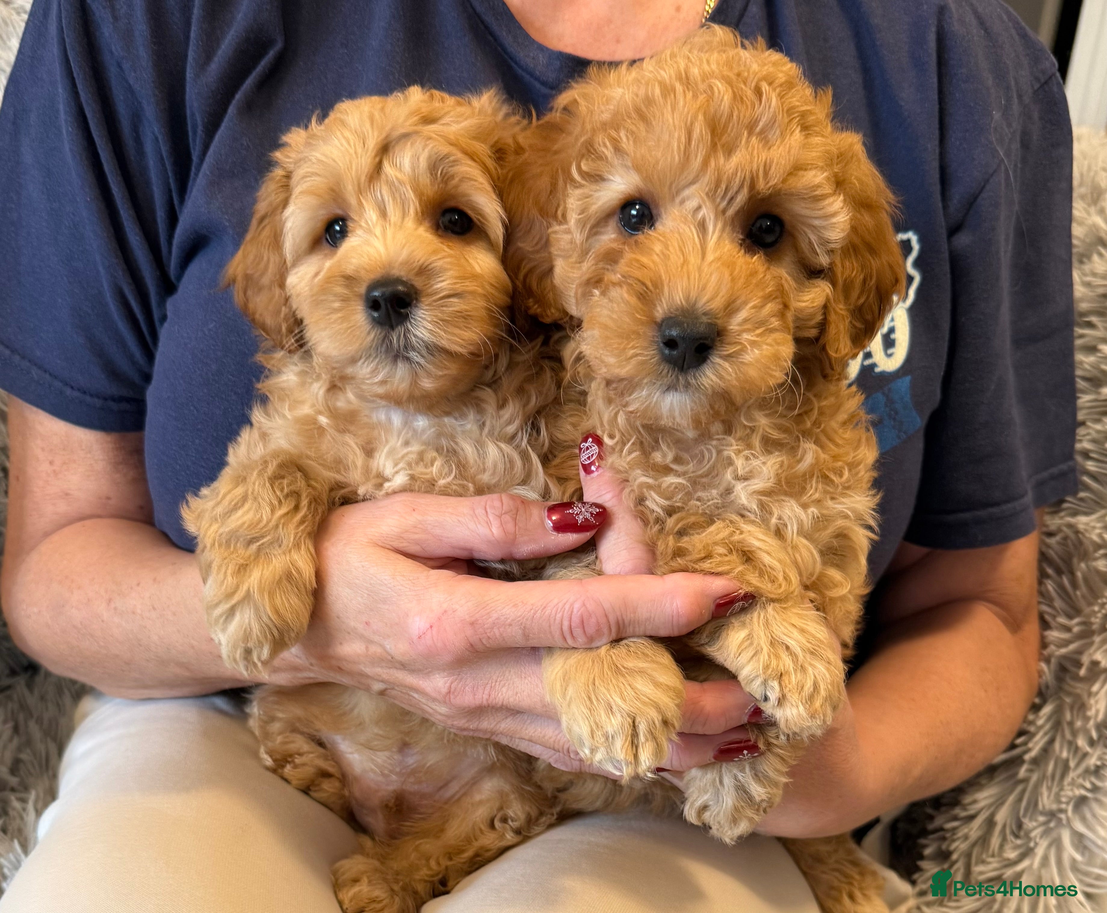 Cockapoo dogs F2Bb Cockapoo puppies  - Advert 1