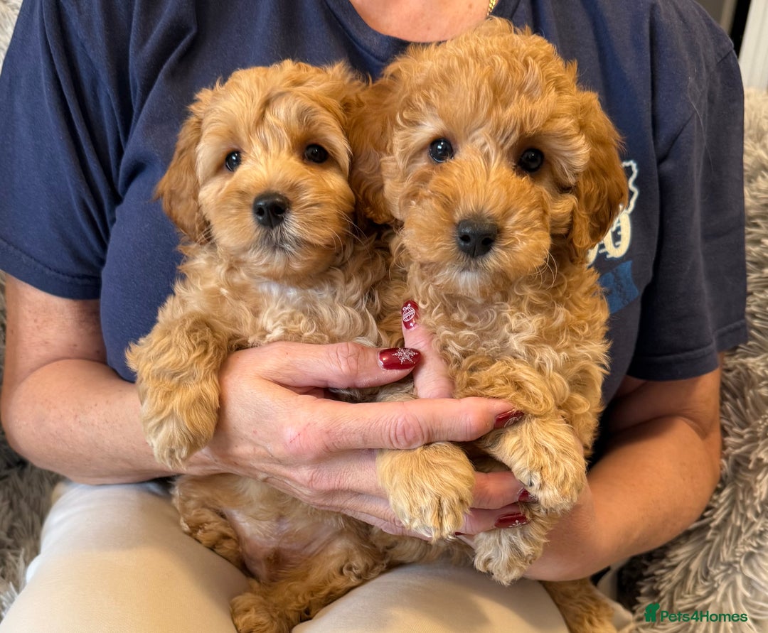 Cockapoo dogs for sale: F2Bb Cockapoo puppies  - Advert 1