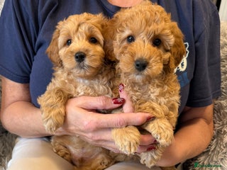 Cockapoo dogs F2Bb Cockapoo puppies - Advert 1