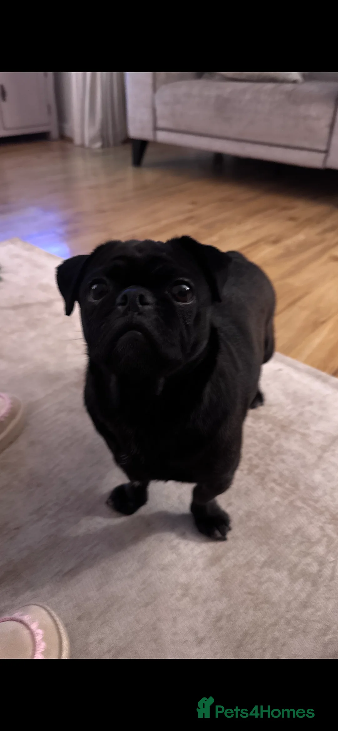 Pug dogs for sale: Lola, black girl pug  - Advert 4