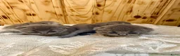 British Shorthair cats for sale: Cute British Shorthair Kittens open for reserve - Advert 6