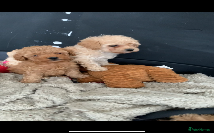 Poochon dogs - Advert 4