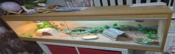 Bearded Dragon reptiles for sale: Bearded Dragon and Full set up in Walsall - Advert 4