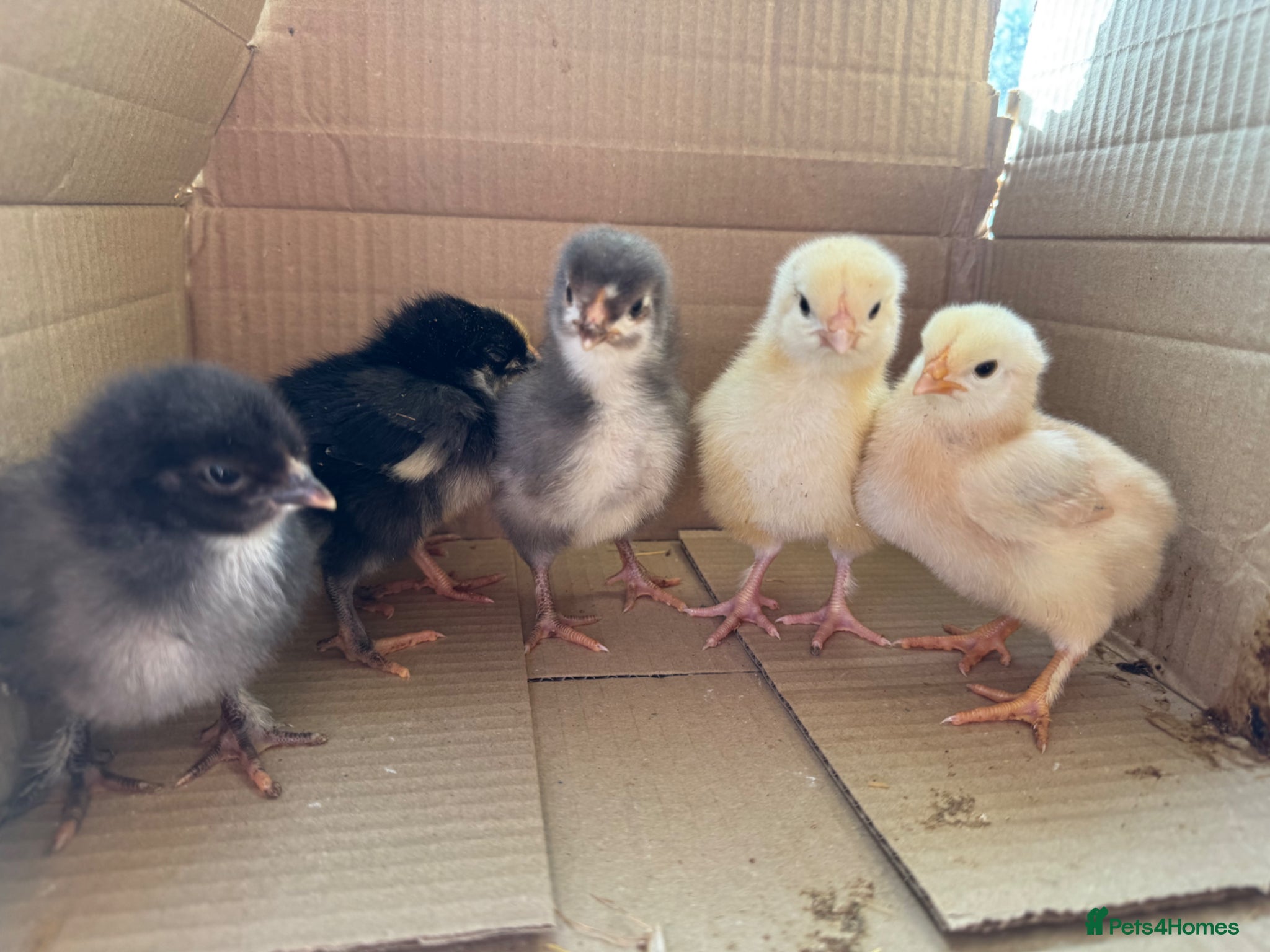 Chickens poultry Day old chicks due 11/04/26 - Advert 2