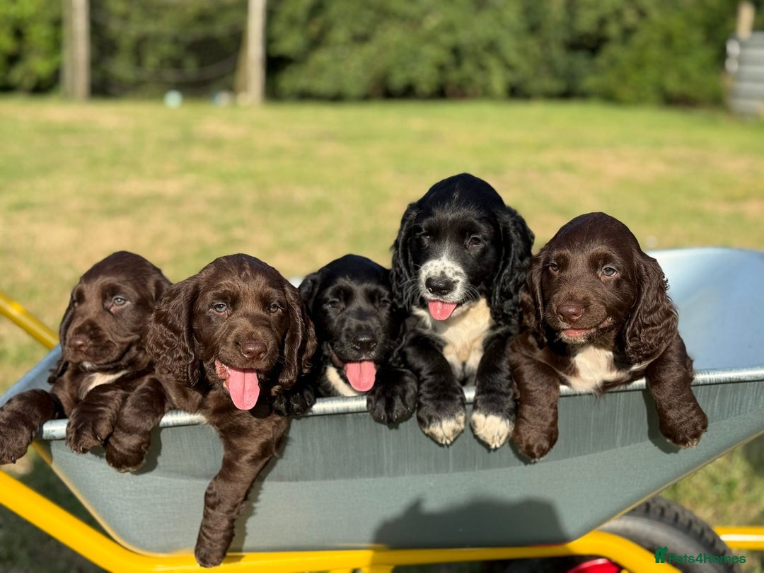 Sprocker dogs for sale: Sproker's - Image 5