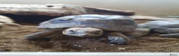 Tortoise reptiles for sale: 2 tortoises  - Advert 3