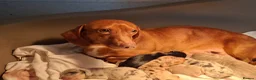 Miniature Dachshund dogs for sale: Stunning Miniature Dachshund Puppies  - Advert 30
