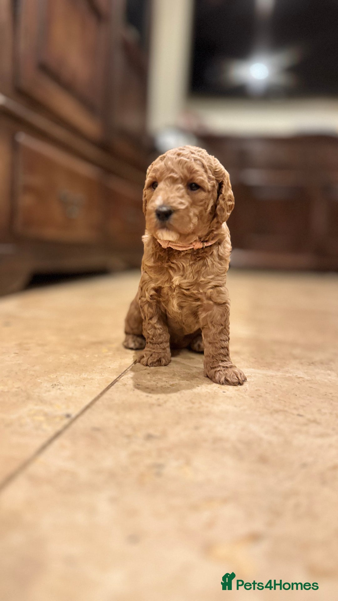 Mini Goldendoodle dogs for sale: Goldendoodle Puppies F2– Therapy & Support Dog Mum - Image 3