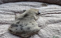 French Bulldog dogs for sale: Litter of mixed colour French bulldog puppies  - Advert 18