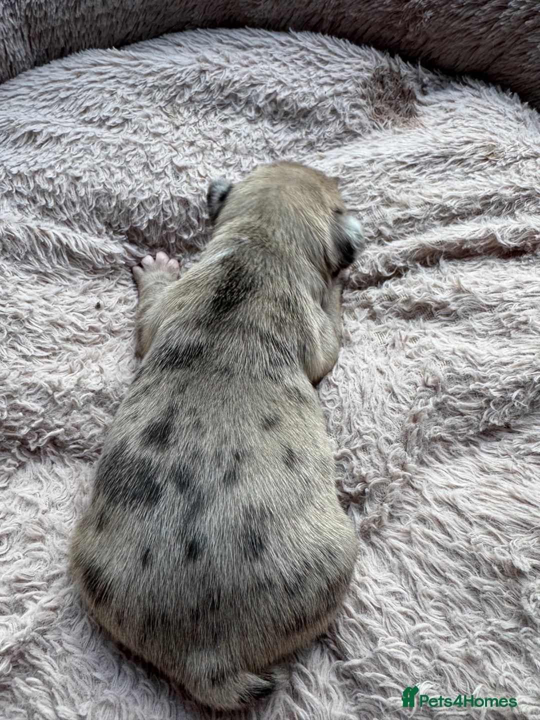 French Bulldog dogs for sale: Litter of mixed colour French bulldog puppies  - Advert 18