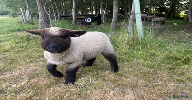 Sheep livestock - Advert 3