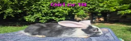 Continental Giant rabbits for sale: Pure Continental Giant Vaccinated  - Advert 6